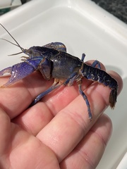 Procambarus holifieldi