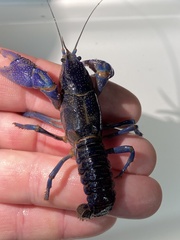 Procambarus holifieldi