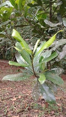 Mammea americana