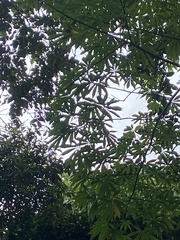 Ceiba pentandra