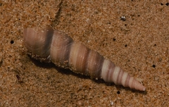Turritella attenuata