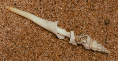 Fusinus forceps observed 2022-05-24