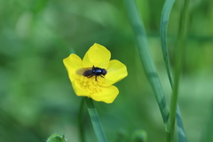 Cheilosia pagana