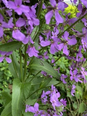 Phlox maculata