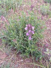 Dracocephalum integrifolium