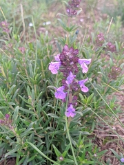 Dracocephalum integrifolium