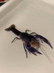 Procambarus holifieldi