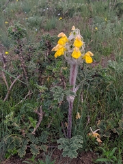 Phlomoides speciosa
