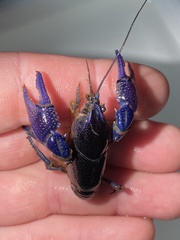 Procambarus holifieldi