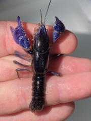 Procambarus holifieldi