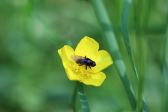 Cheilosia pagana