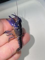 Procambarus holifieldi