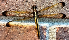 Libellula flavida