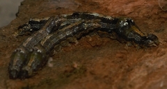 Sphingomorpha chlorea