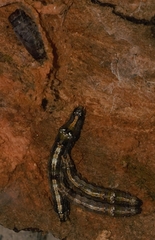 Sphingomorpha chlorea