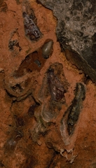 Sphingomorpha chlorea