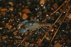 Fallicambarus dissitus
