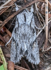 Egira crucialis