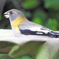 Coccothraustes vespertinus brooksi