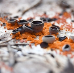 Pseudombrophila guldeniae