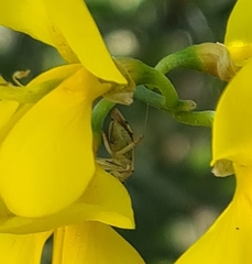 Closterotomus putoni