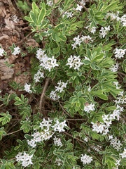Daphne alpina