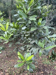 Magnoliopsida