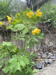 Chelidonium majus