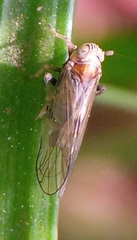 Dicranotropis