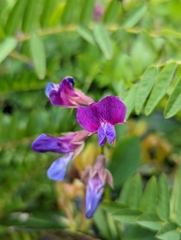 Lathyrus polyphyllus