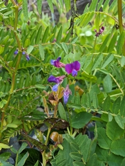 Lathyrus polyphyllus