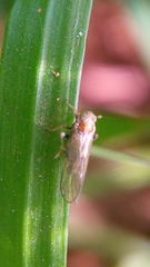 Dicranotropis