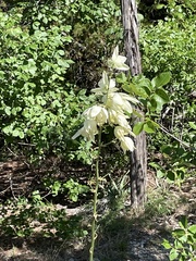 Yucca pallida