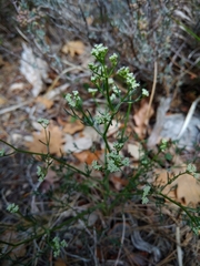 Trinia glauca