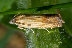 Eucosma radiatana