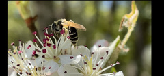 Andrena nasonii
