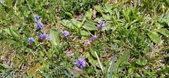 Polygala alpestris