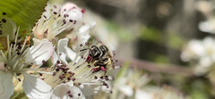 Andrena nasonii