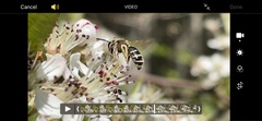 Andrena nasonii