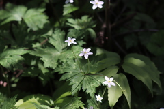 Anemonastrum flaccidum
