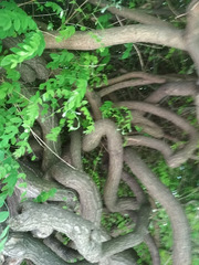 Robinia pseudoacacia