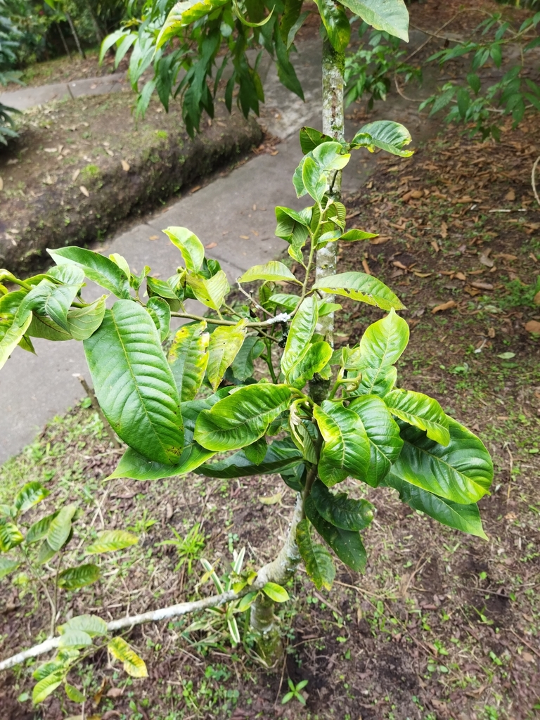 Annona rensoniana; photograph (c) Thalia M. Mite, some rights reserved (CC BY)