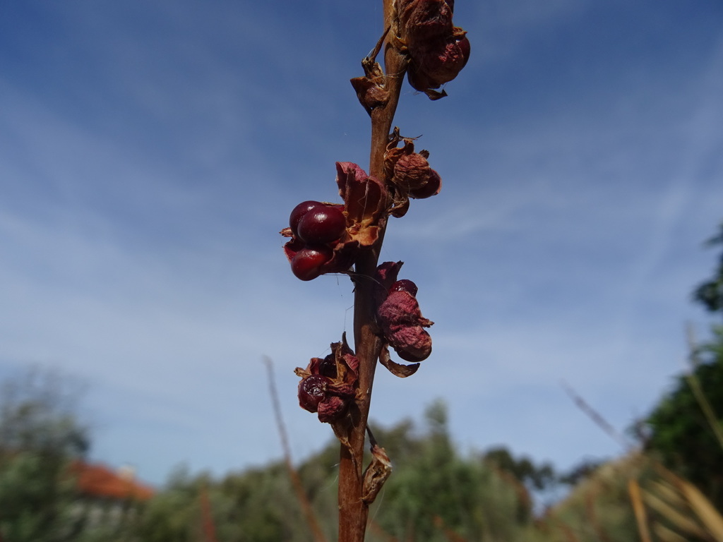Chasmanthe floribunda, Zona Ribeiro do Baco, 7300 Portalegre, Portugal, by mtfoliveira