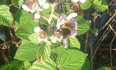Bombus lucorum