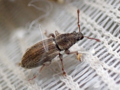 Polydrusus marginatus