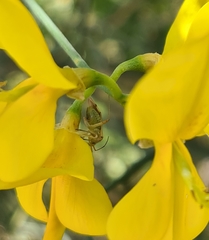 Closterotomus putoni