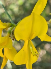 Closterotomus putoni