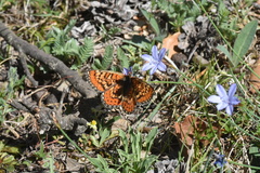 Euphydryas desfontainii