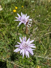 Scorzonera purpurea