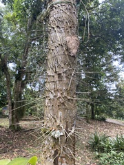 Aiphanes horrida